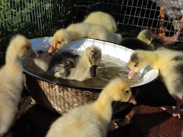  Τα goslings πίνουν νερό