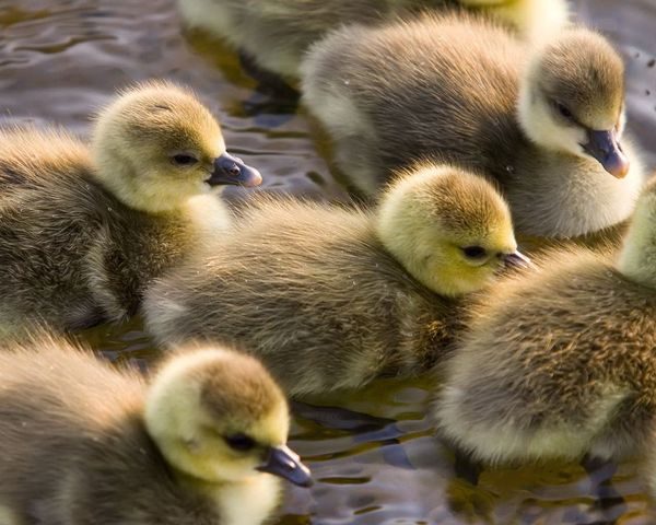  goslings