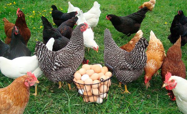  găinile ouătoare