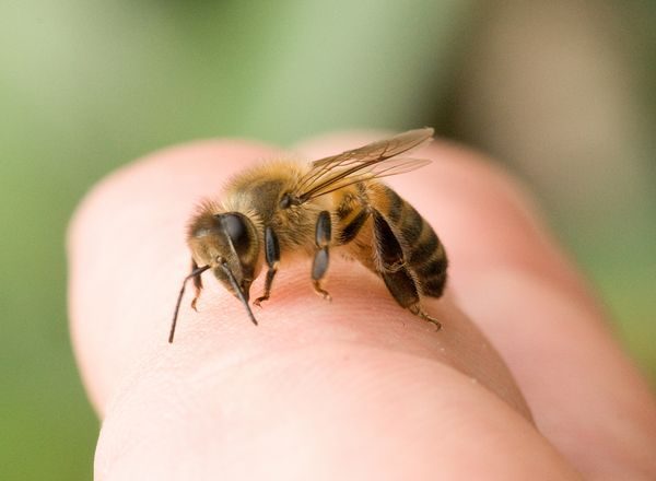  Bienenbehandlung