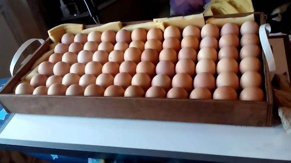  Ouă pentru a fi așezate în incubatorul Blitz