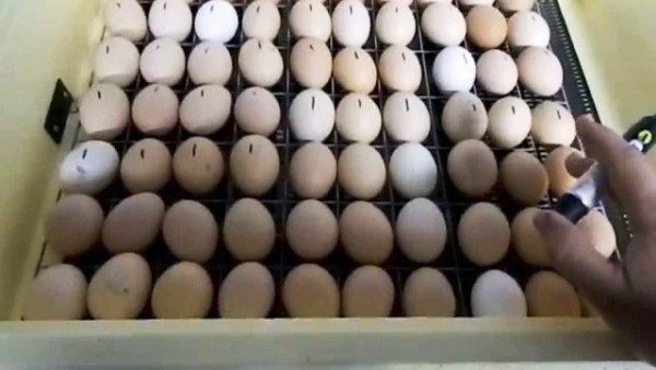  Τοποθέτηση αυγών