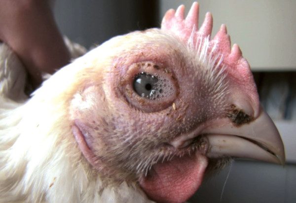  Keratokonjunktivitis bei Hühnern
