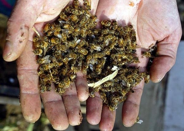  a sea of ​​bees