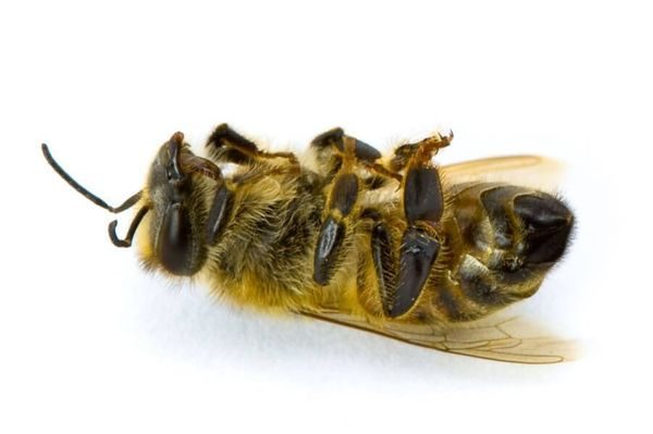  νεκρή μέλισσα