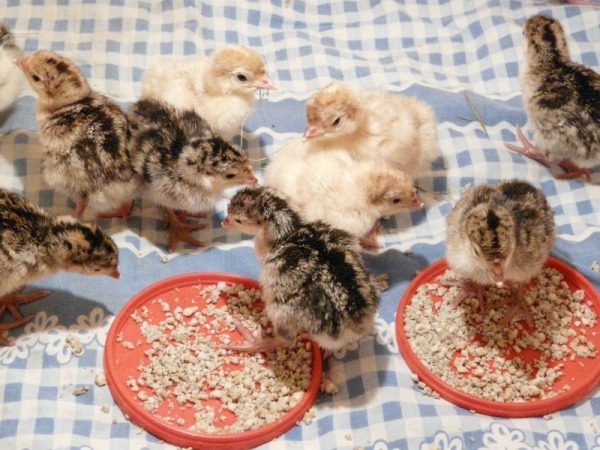  Poults makan dari feeder