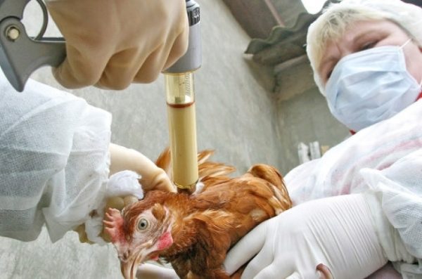  Εμβολιασμός κοτόπουλα