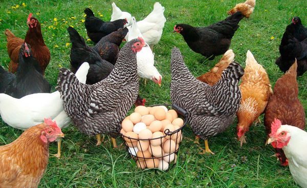  yumurta tavukları