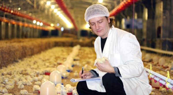  Veterinario examina pollos