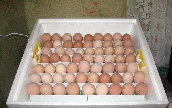  Huevos de la incubadora