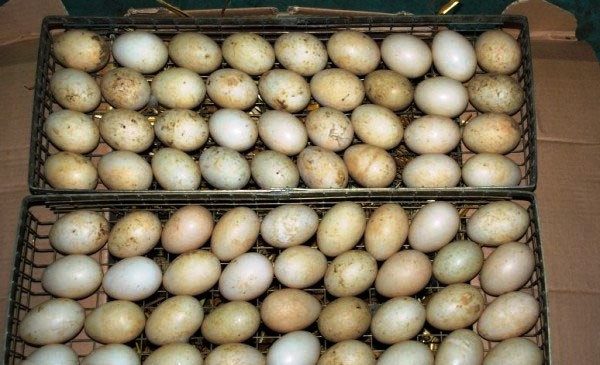  Η θέση των αυγών πάπιας για τον επωαστήρα