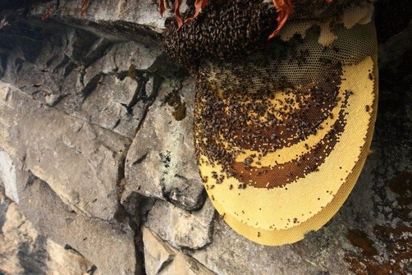  Albinele sălbatice și mierea de munte în faguri de miere