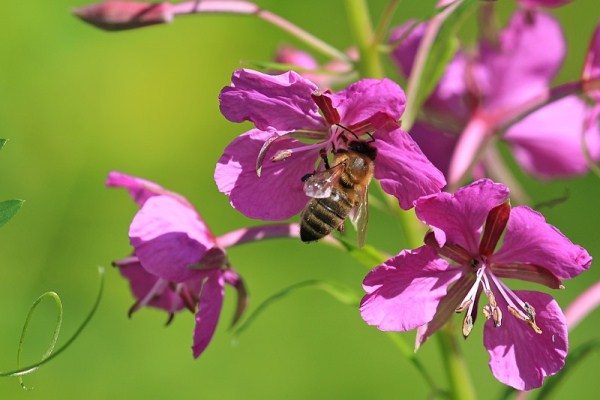  Η μέλισσα συλλέγει νέκταρ από το λουλούδι του τσαγιού Ιβάν