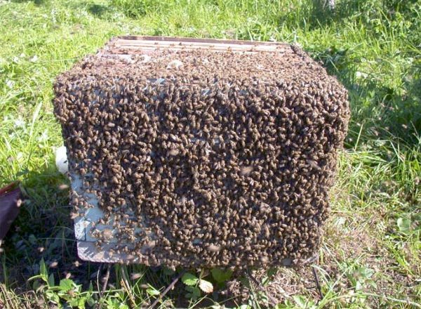  घुमावदार मधुमक्खियों