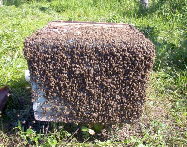  Παλιές μέλισσες