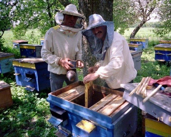  Die Leute arbeiten im Bienenhaus