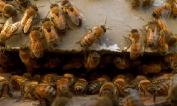  Μέλισσες με ατμό