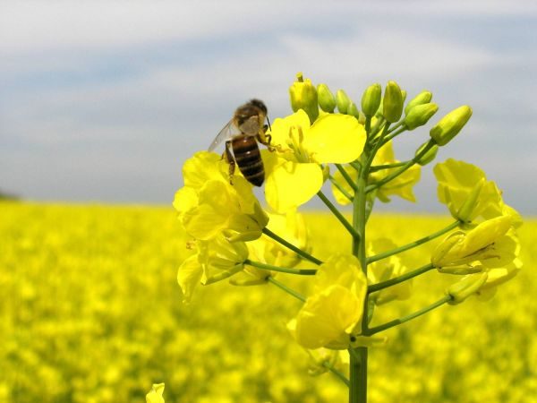 Пчелите събират нектар от рапични цветя