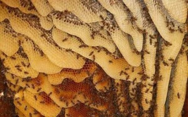  Miere de albine sălbatice în pieptene