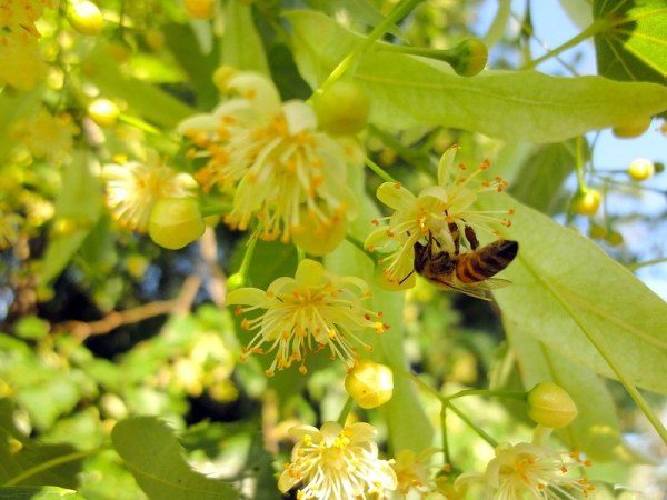  Albina pe floarea de tei