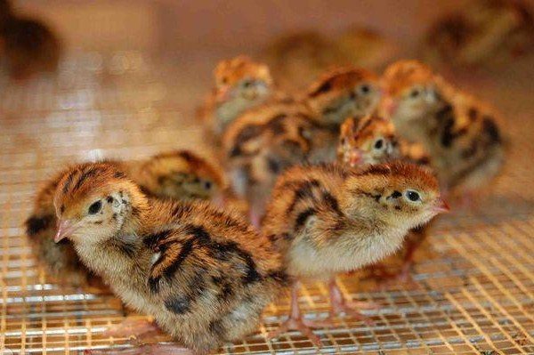  Daily quail chicks
