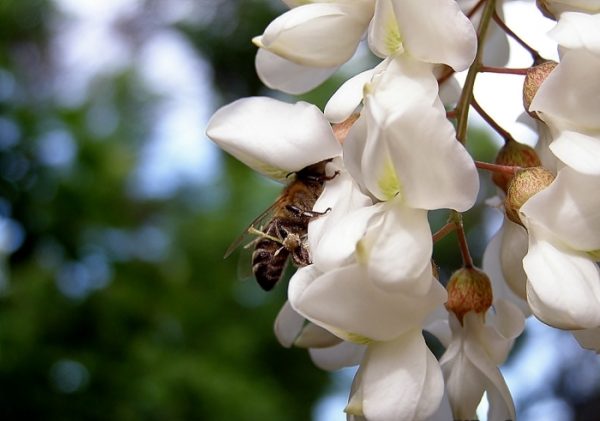  Пчелата събира нектар върху цвят бяла акация