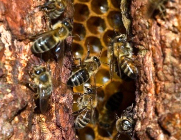  Albinele sălbatice