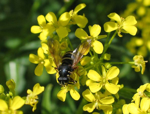  Жълта детелина и пчела