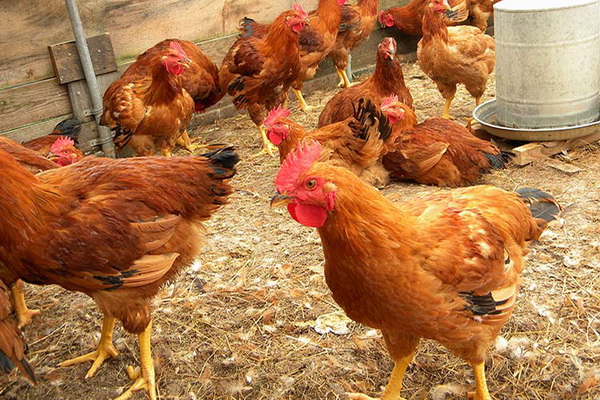  Inhemska kycklingar i pennan