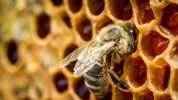  Albina pe fagure de miere