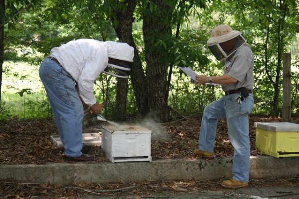  Beekeepers in the apiary with smoke