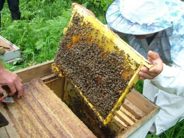  Rahmen mit Bienen