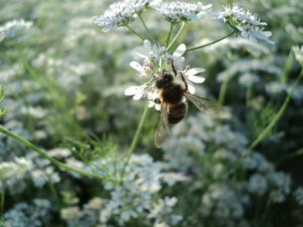  Pe floarea de albine de coriandru