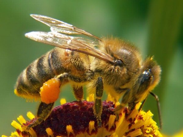  النحل يجمع حبوب اللقاح