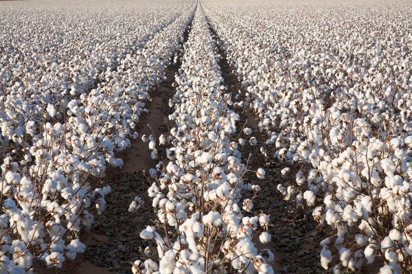  Cotton plantation