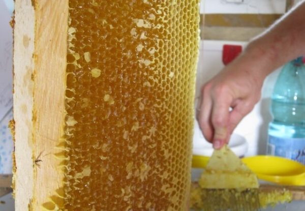  Coriander pieptene de miere