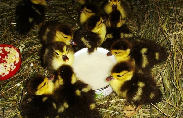  छोटे ducklings खिलाने का संगठन