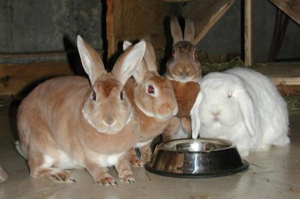  Kaninchen trinken Wasser aus dem Trinker