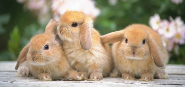  Избор на породи зайци за разплод