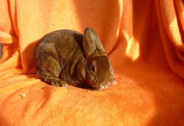  Pygmy Rex Rabbit