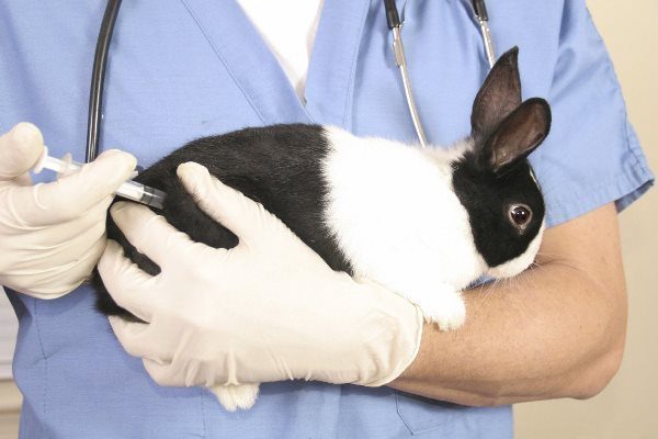  Injektionen an Kaninchen