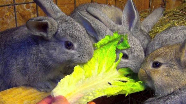  Τα κουνέλια τρώνε φύλλα λάχανου