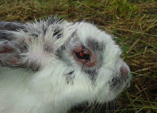  Beginn der Myxomatose bei Kaninchen