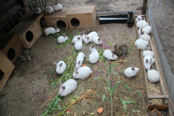  Kaninchen in der Voliere