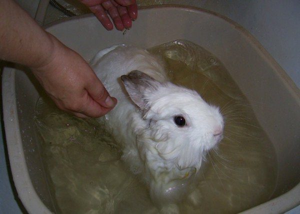  الاستحمام قزم أرنب