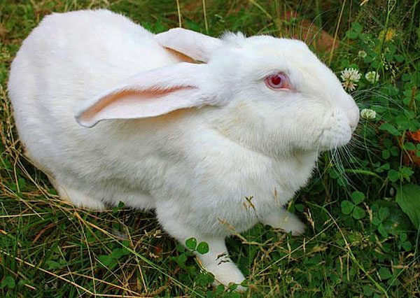  White Rabbit uriaș