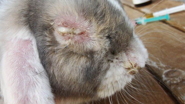  Kaninchen von Myxomatose betroffen