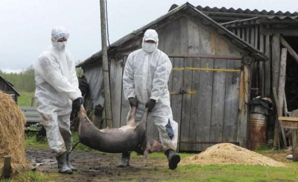  Isolation kranker Schweine mit afrikanischer Pest