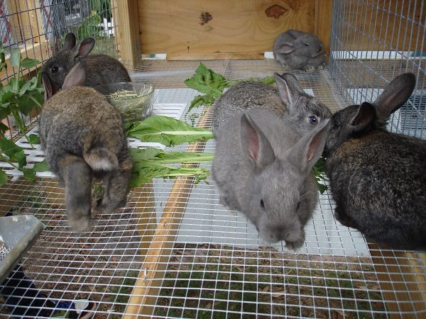  Organization of feeding rabbits
