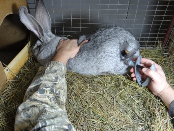  Injektor zur Impfung von Kaninchen.
